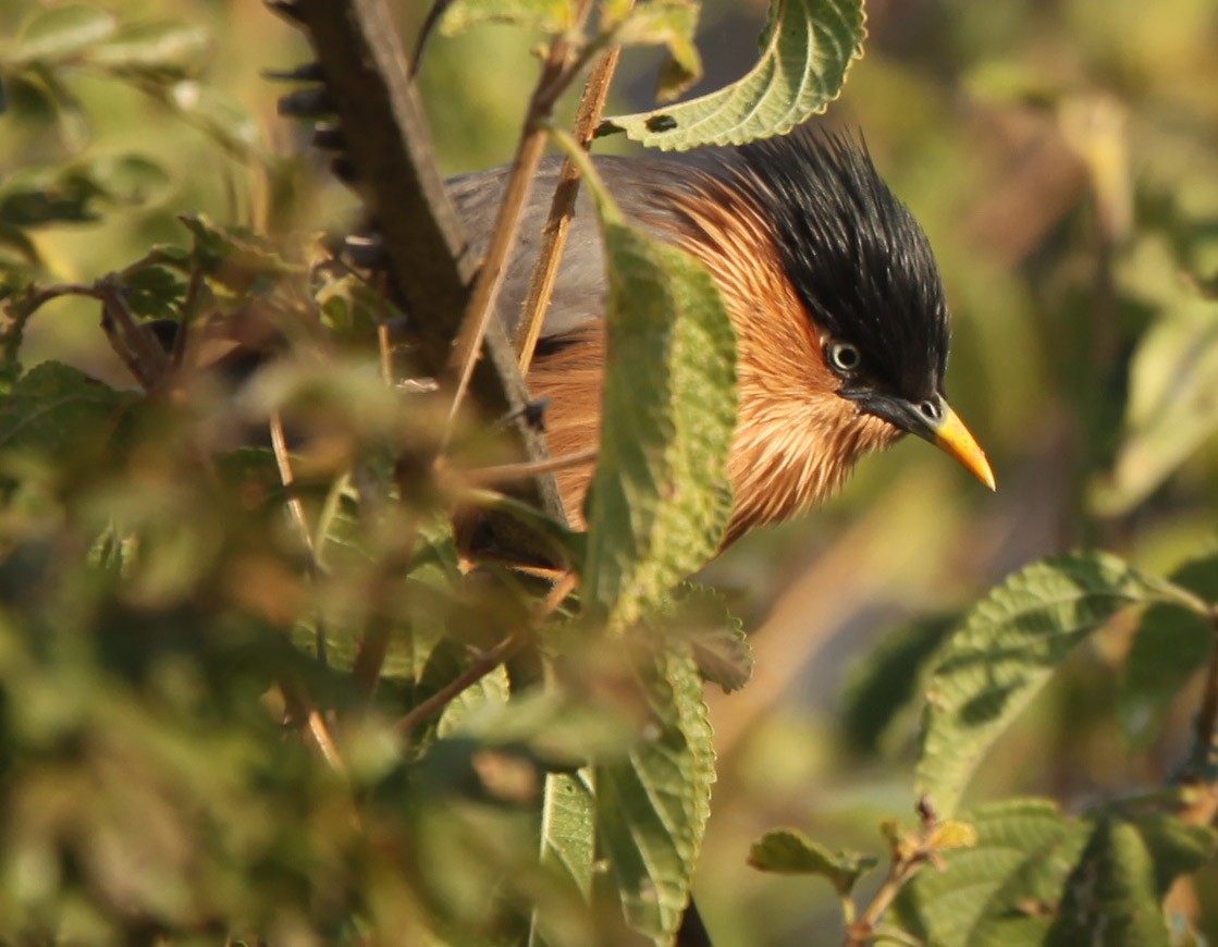 Brahminy Starling - Pam Rasmussen