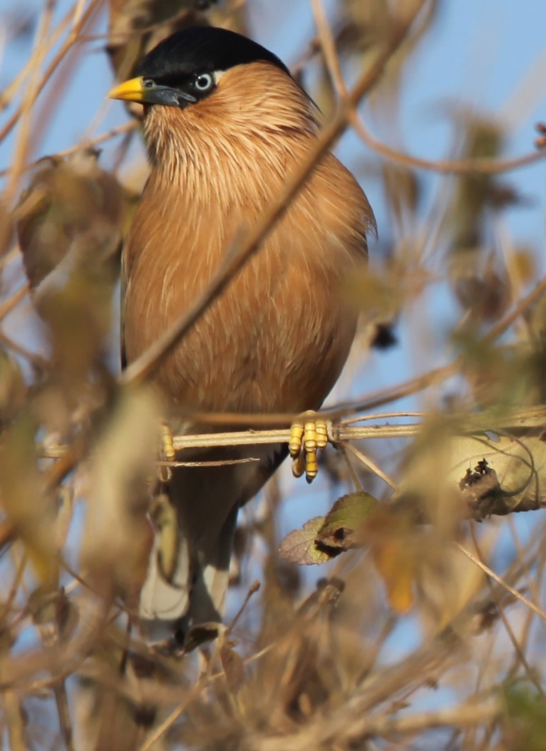 黑冠椋鳥 - ML609100263