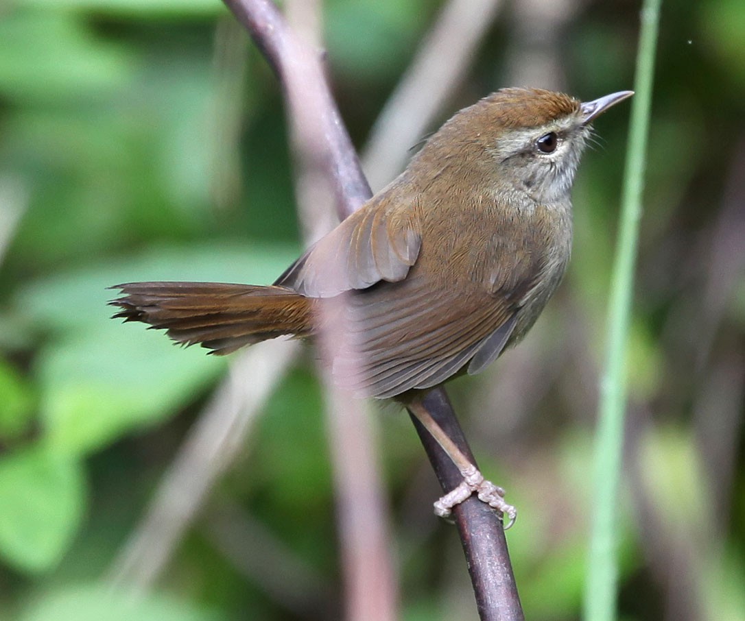 Philippine Bush Warbler - ML609100277