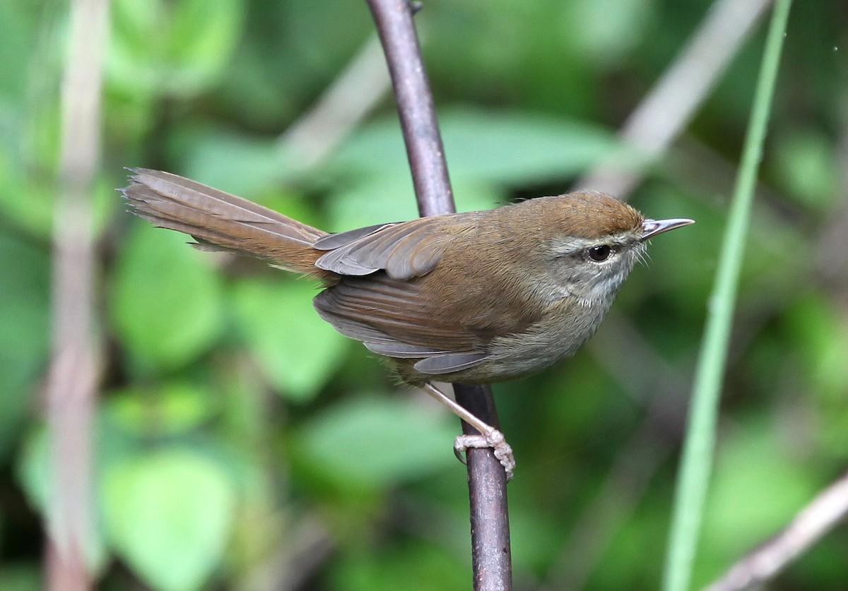 Philippine Bush Warbler - Pam Rasmussen