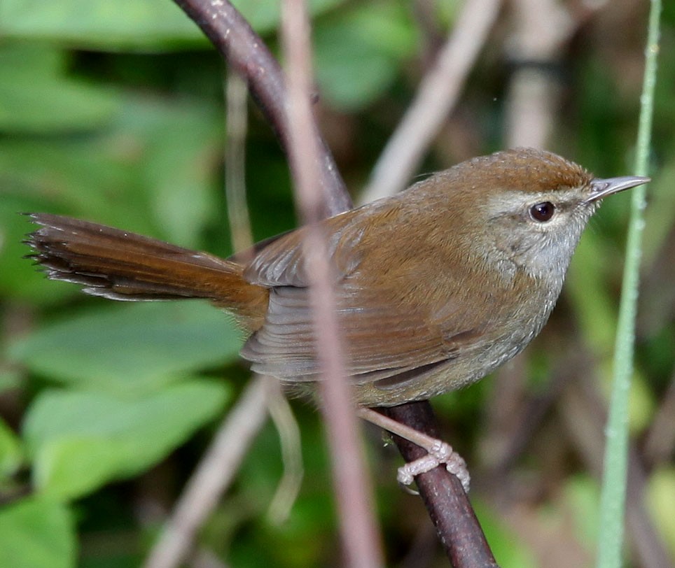 Philippine Bush Warbler - Pam Rasmussen