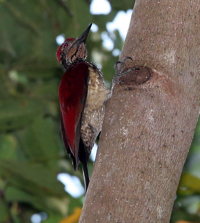 Luzon Flameback - Pam Rasmussen