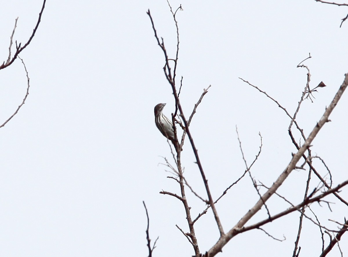 Thick-billed Flowerpecker (Striped) - ML609100285