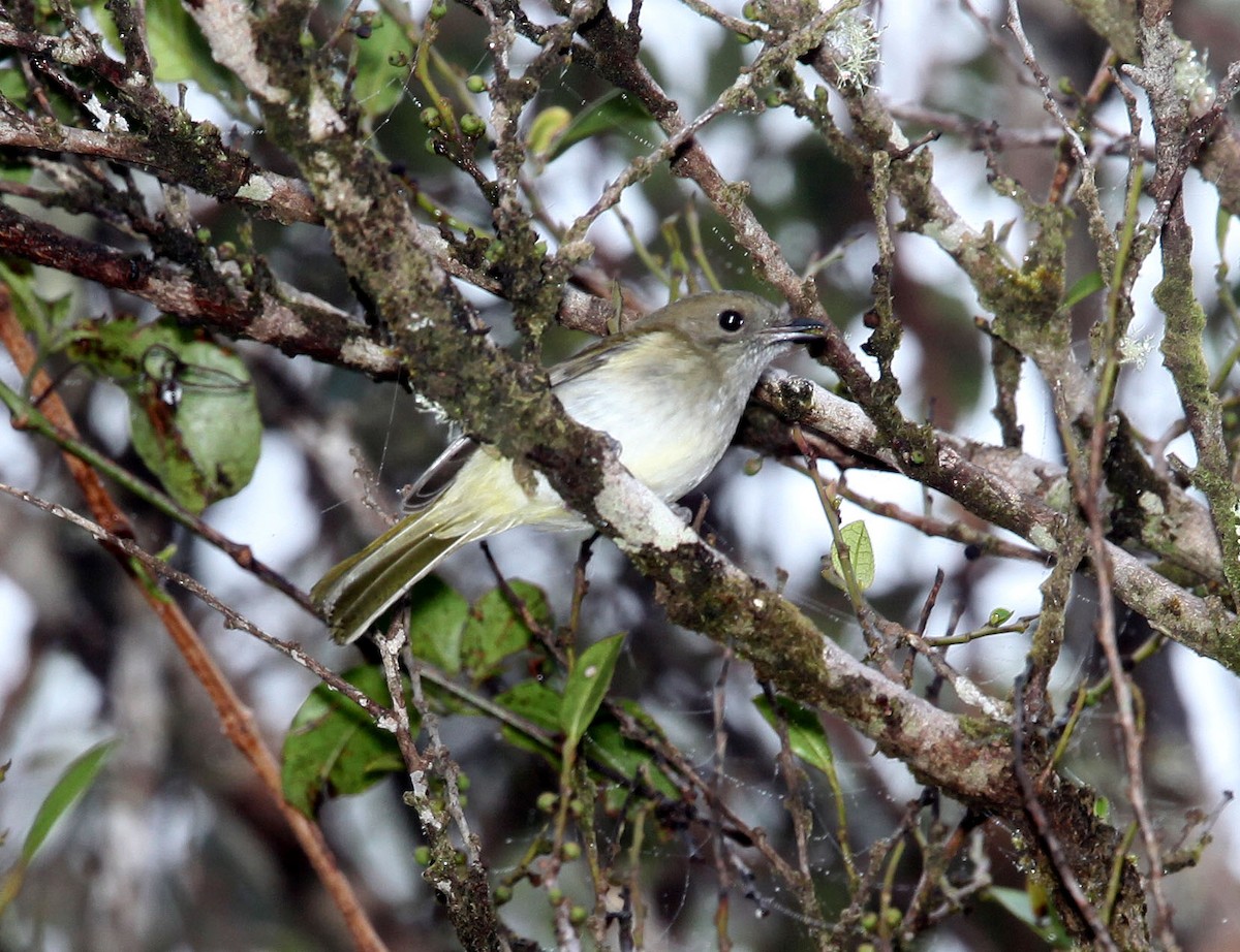 Green-backed Whistler - Pam Rasmussen