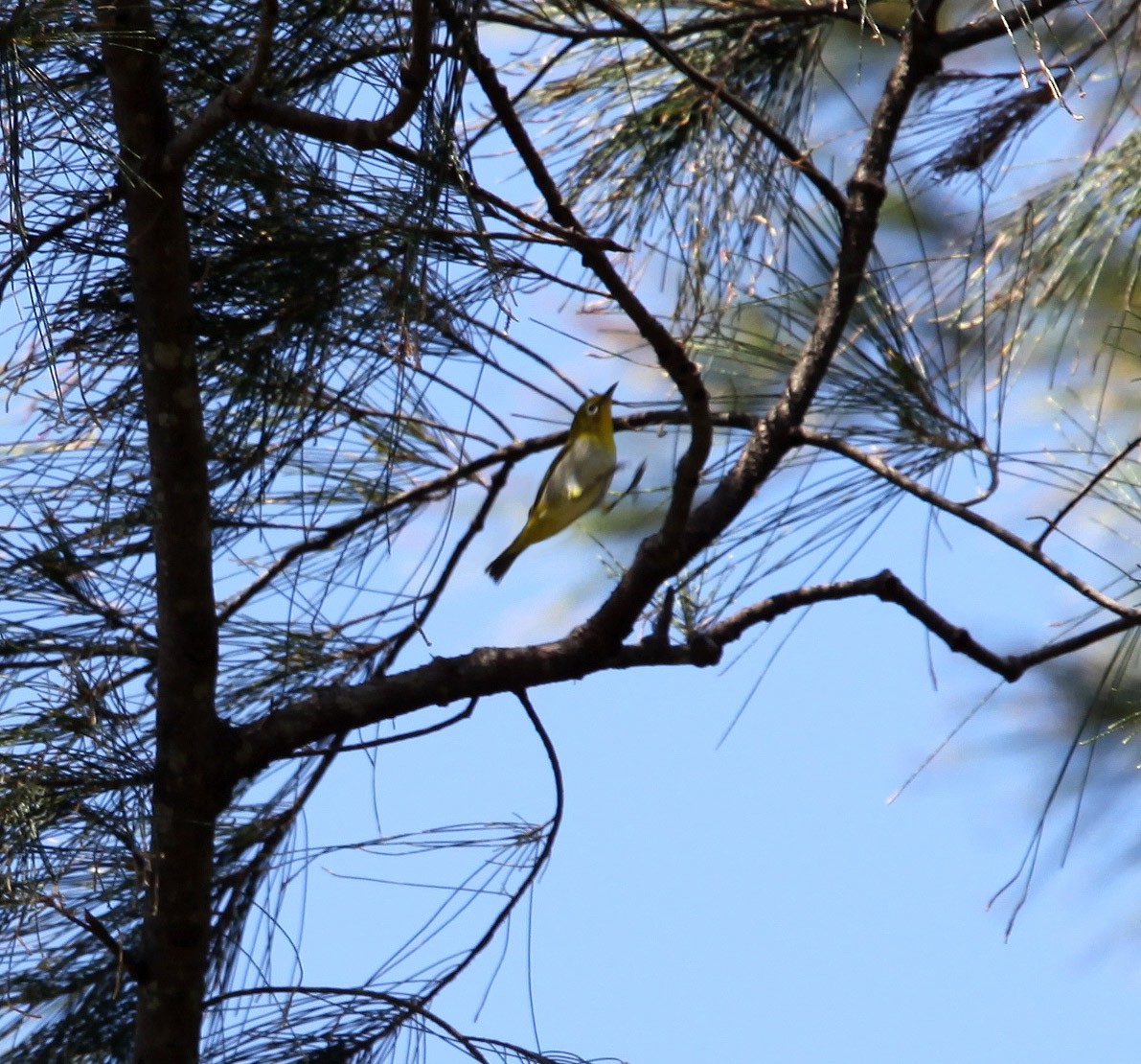 Lowland White-eye - ML609100315