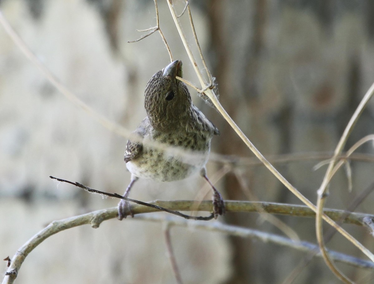 Common Rosefinch - ML609100337