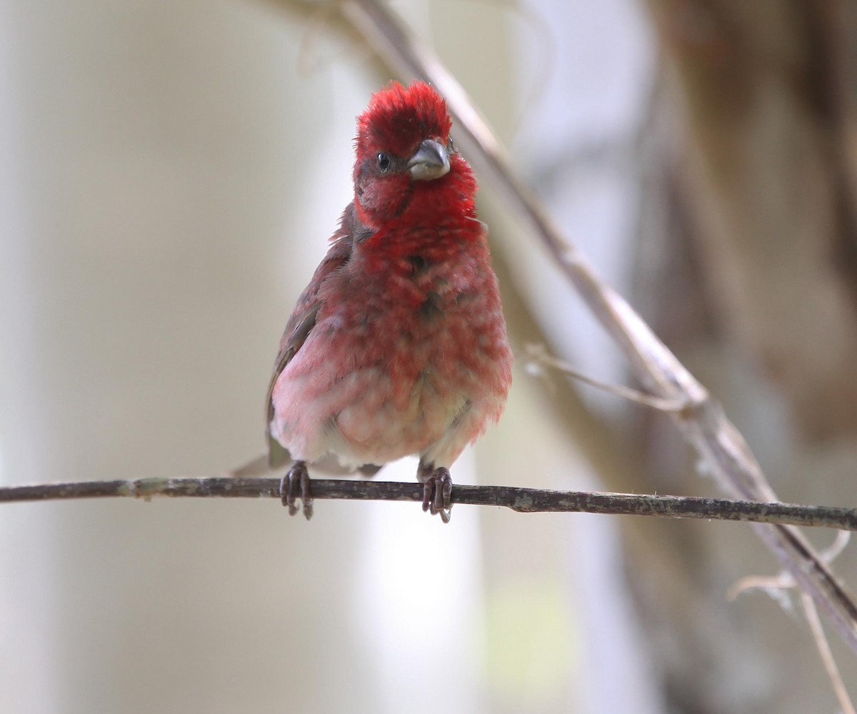 Улаавар бужмар - ML609100338