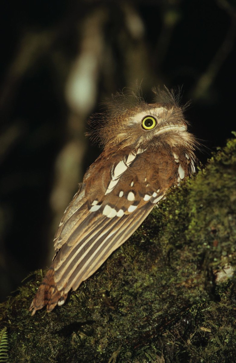 Sumatran Frogmouth - ML609100342