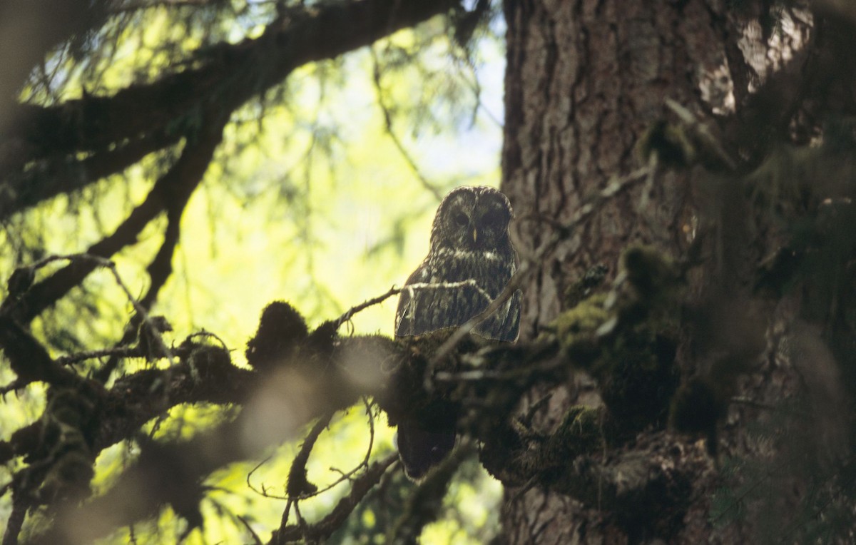 Ural Owl (Pere David's) - ML609100343
