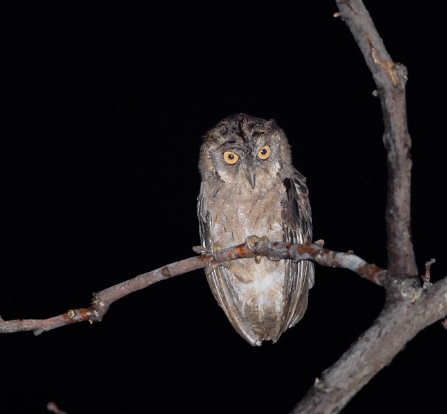 Mantanani Scops-Owl - ML609100345