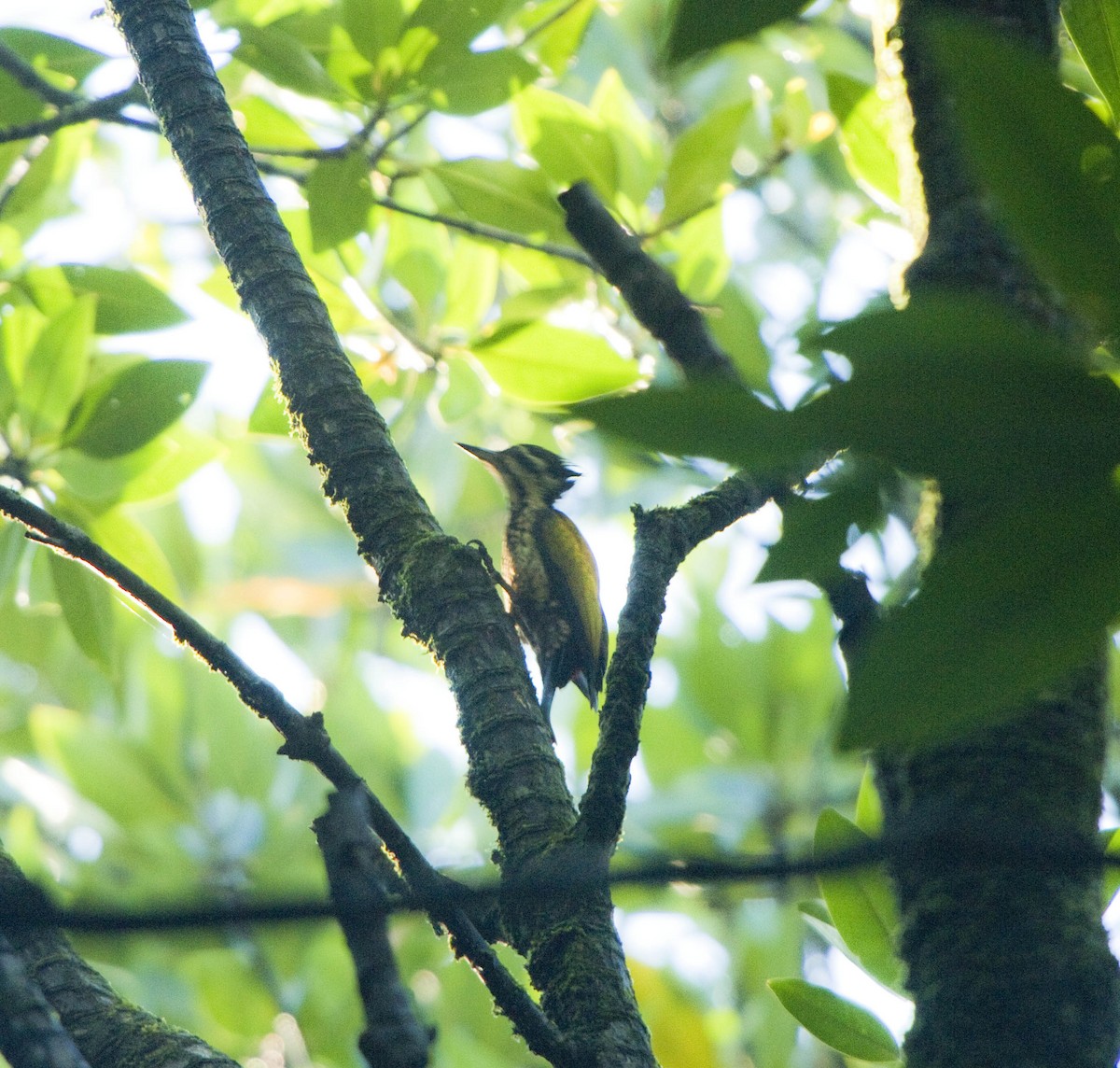 Common Flameback - ML609100384