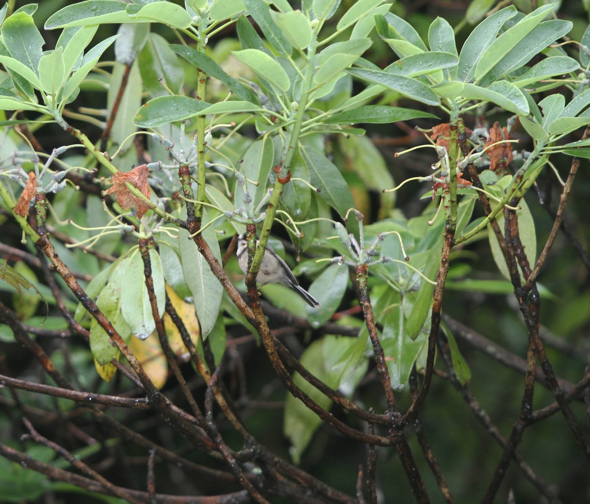 Mito Cejinegro (bonvaloti/obscuratus) - ML609100399