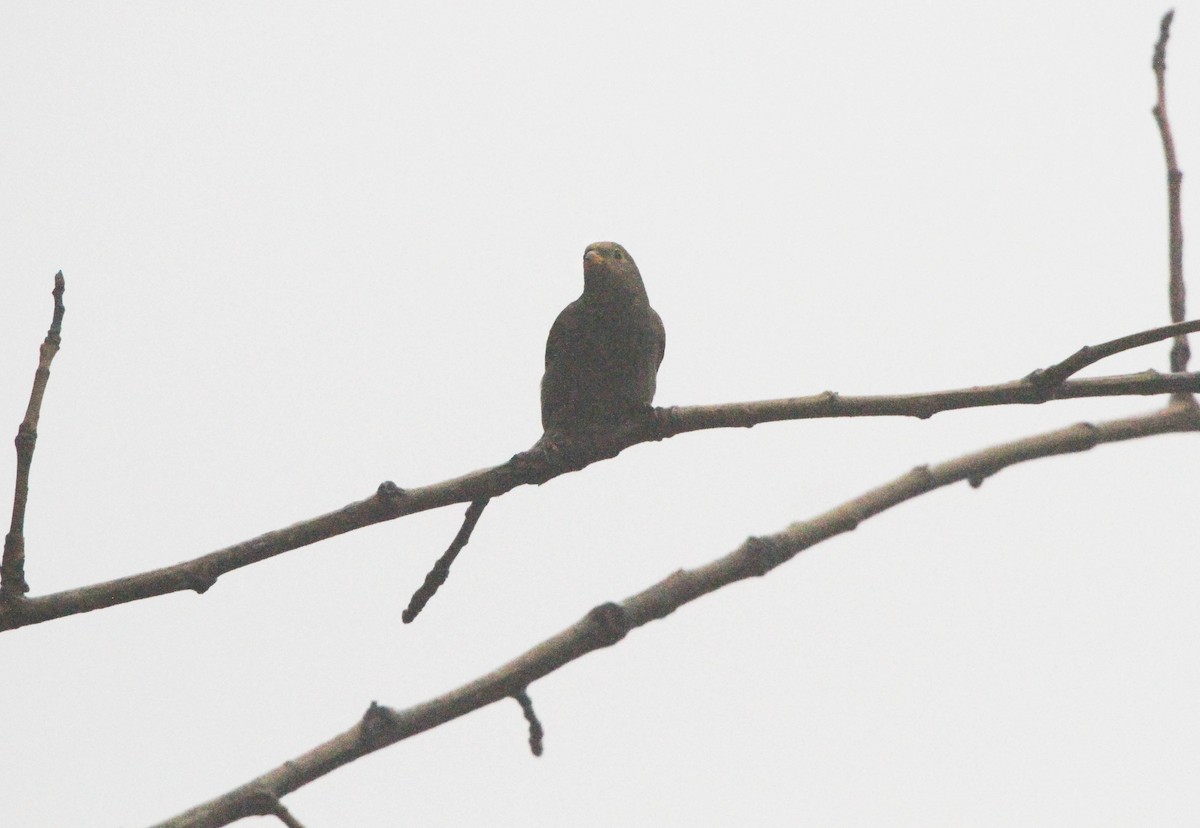 Yellow-rumped Honeyguide - ML609100402