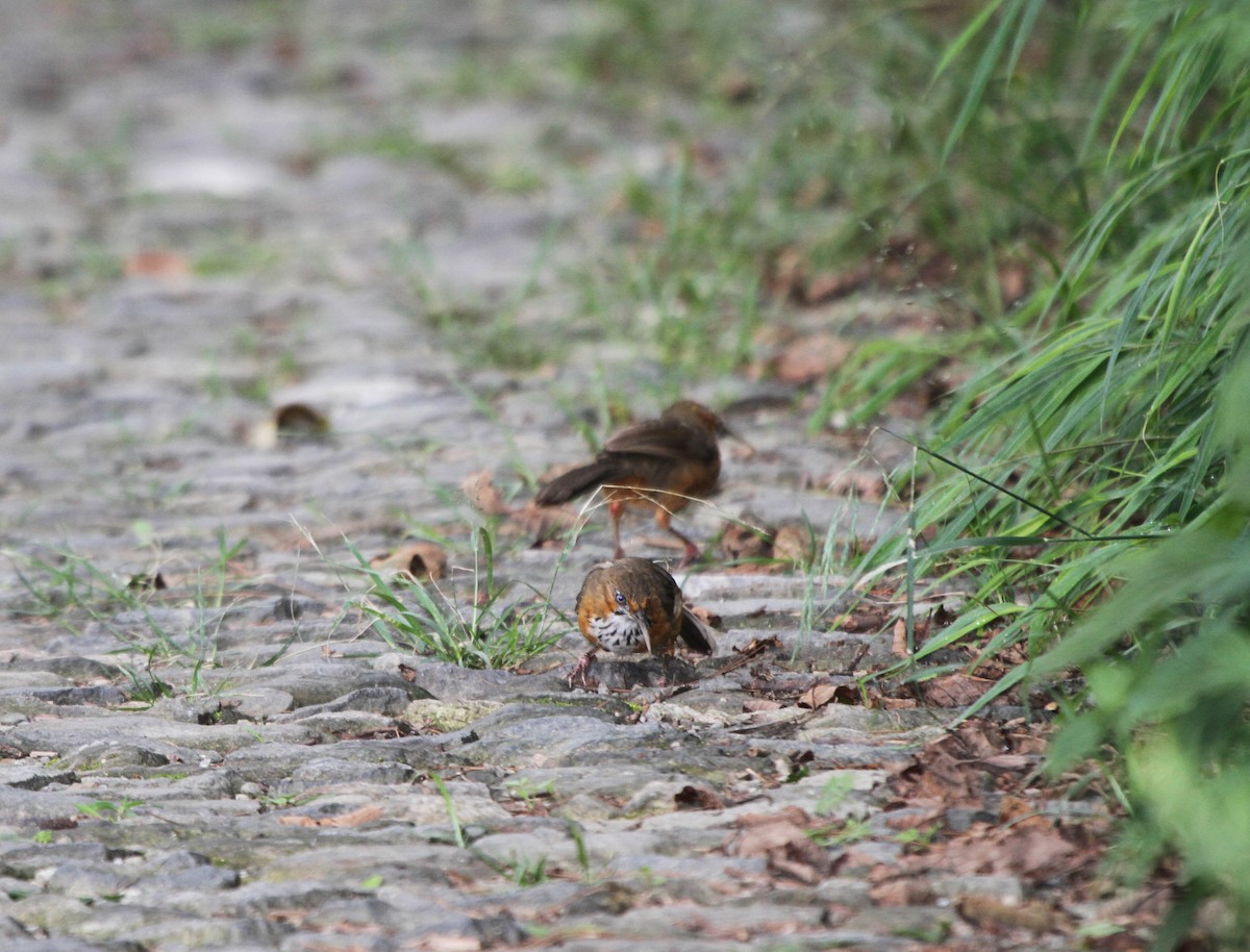 Black-streaked Scimitar-Babbler - ML609100403