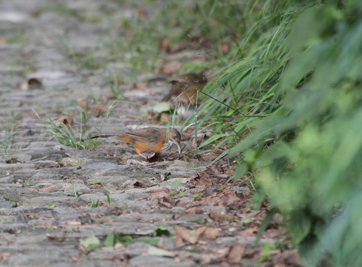 Black-streaked Scimitar-Babbler - ML609100404