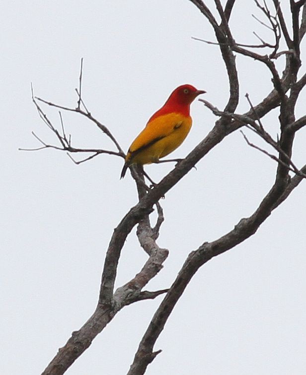 Flame Bowerbird - Philippe Verbelen