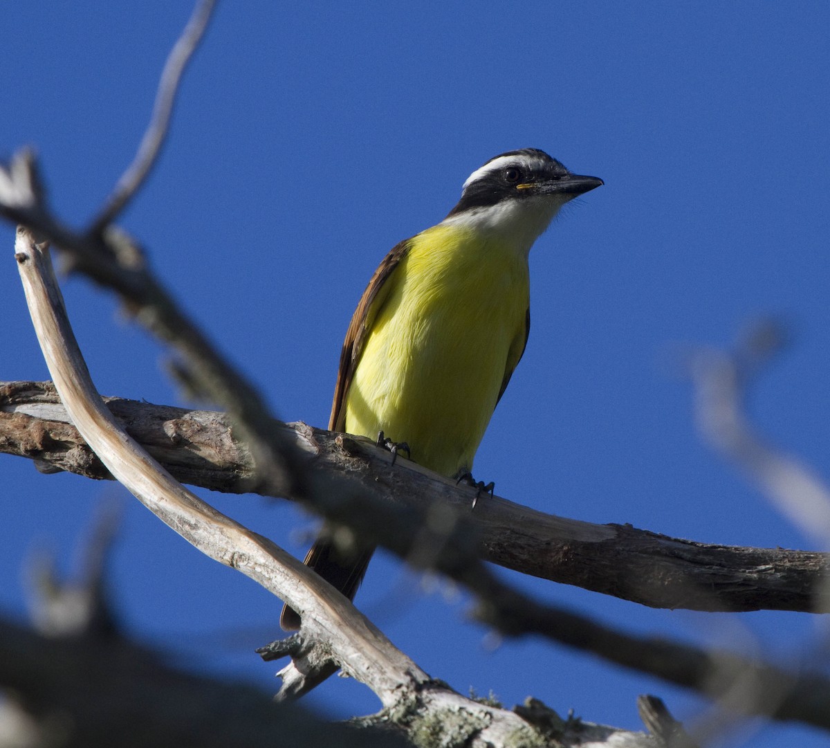 Great Kiskadee - ML609100415