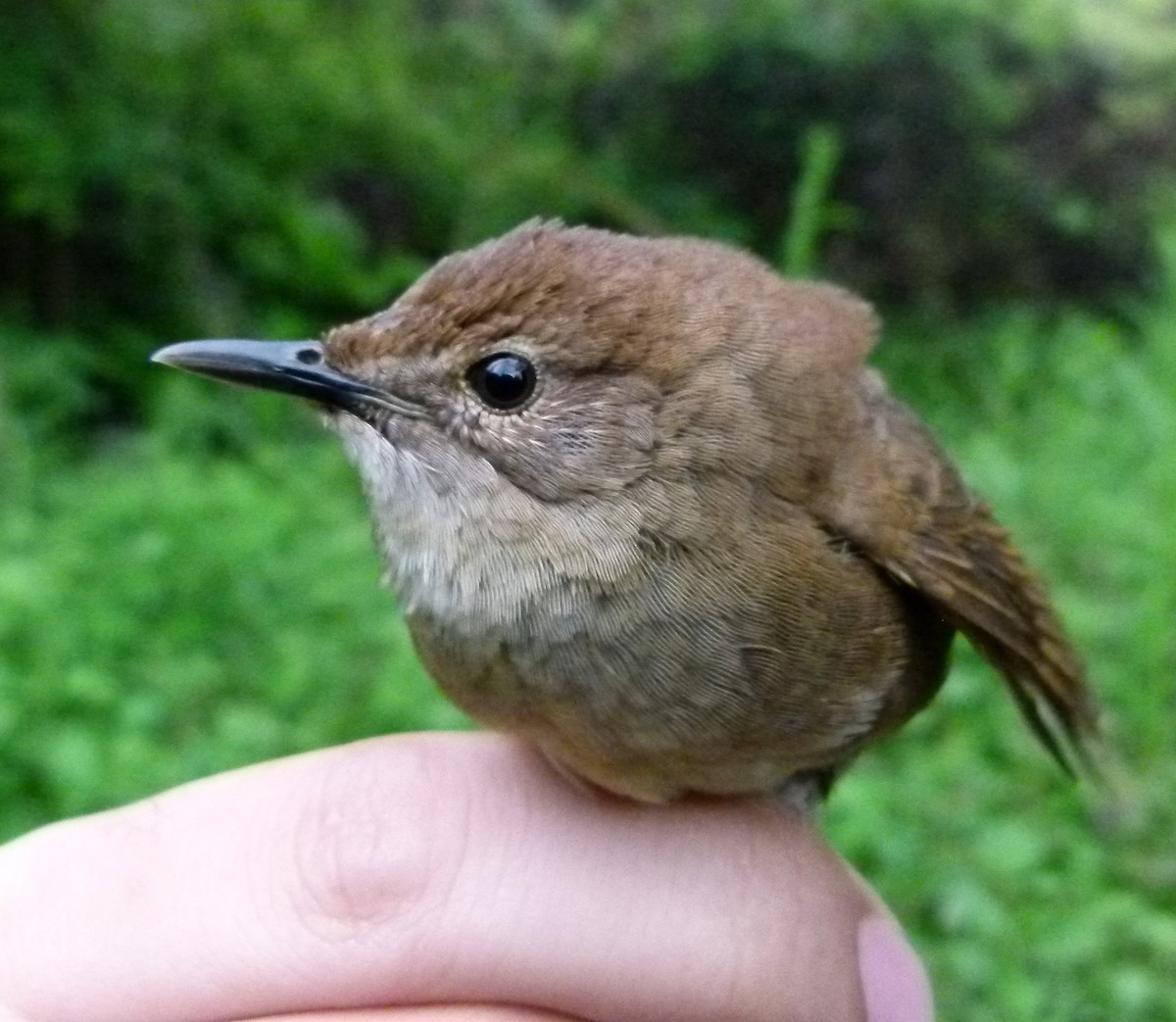 Sichuan Bush Warbler - Per Alström