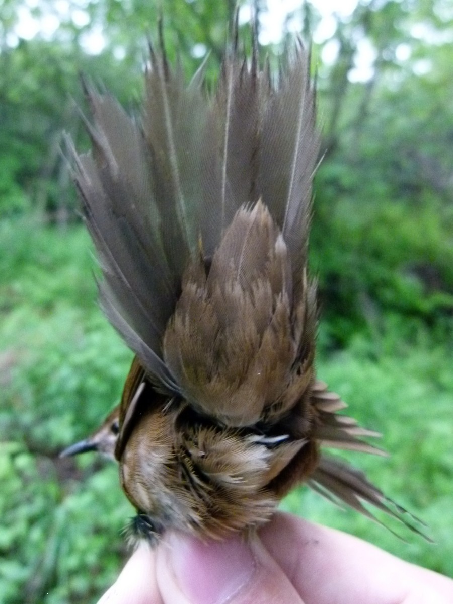 Sichuan Bush Warbler - ML609100422