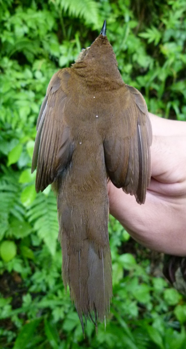 Sichuan Bush Warbler - Per Alström