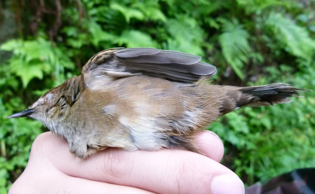 Sichuan Bush Warbler - ML609100424