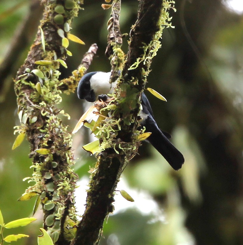 Philippine Falconet - ML609100438