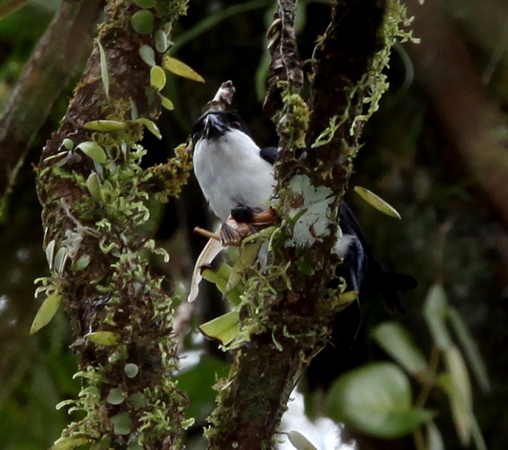 Philippine Falconet - ML609100439