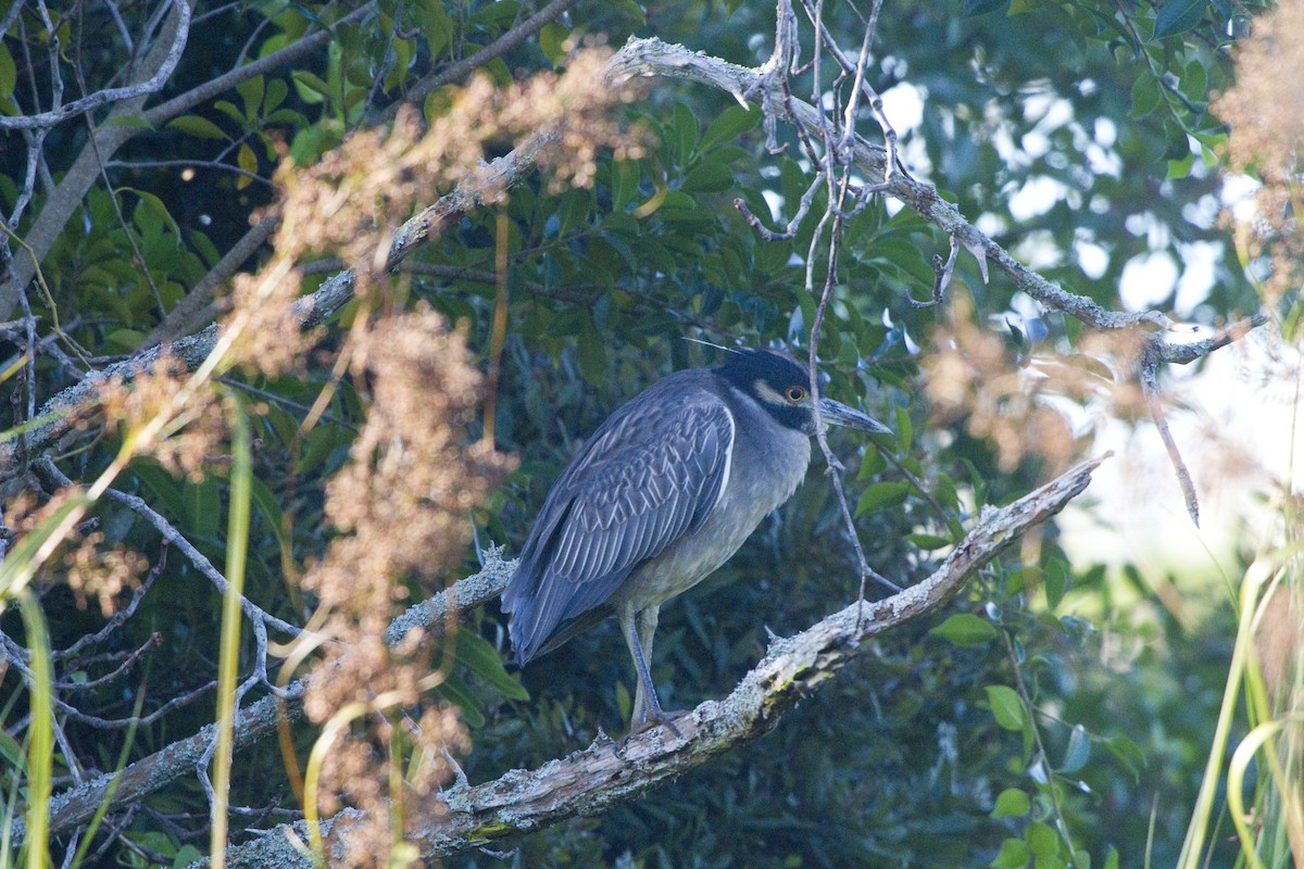 Yellow-crowned Night Heron - Pam Rasmussen