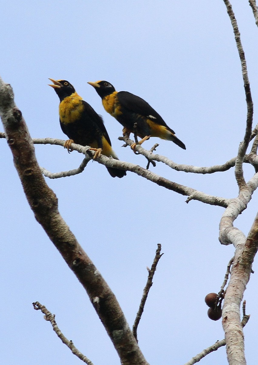 Golden Myna - Philippe Verbelen