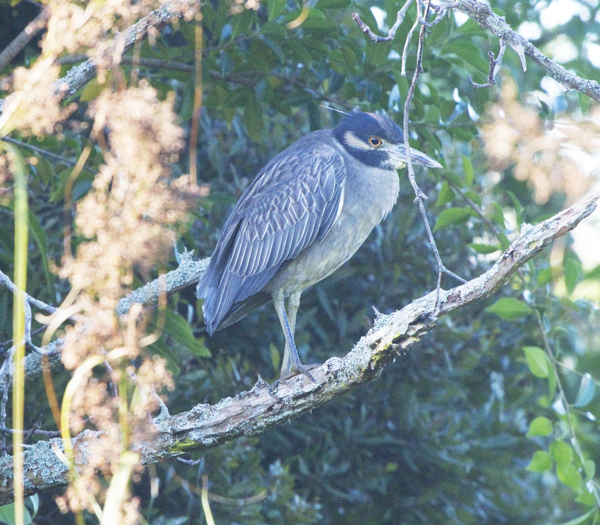 Yellow-crowned Night Heron - ML609100471