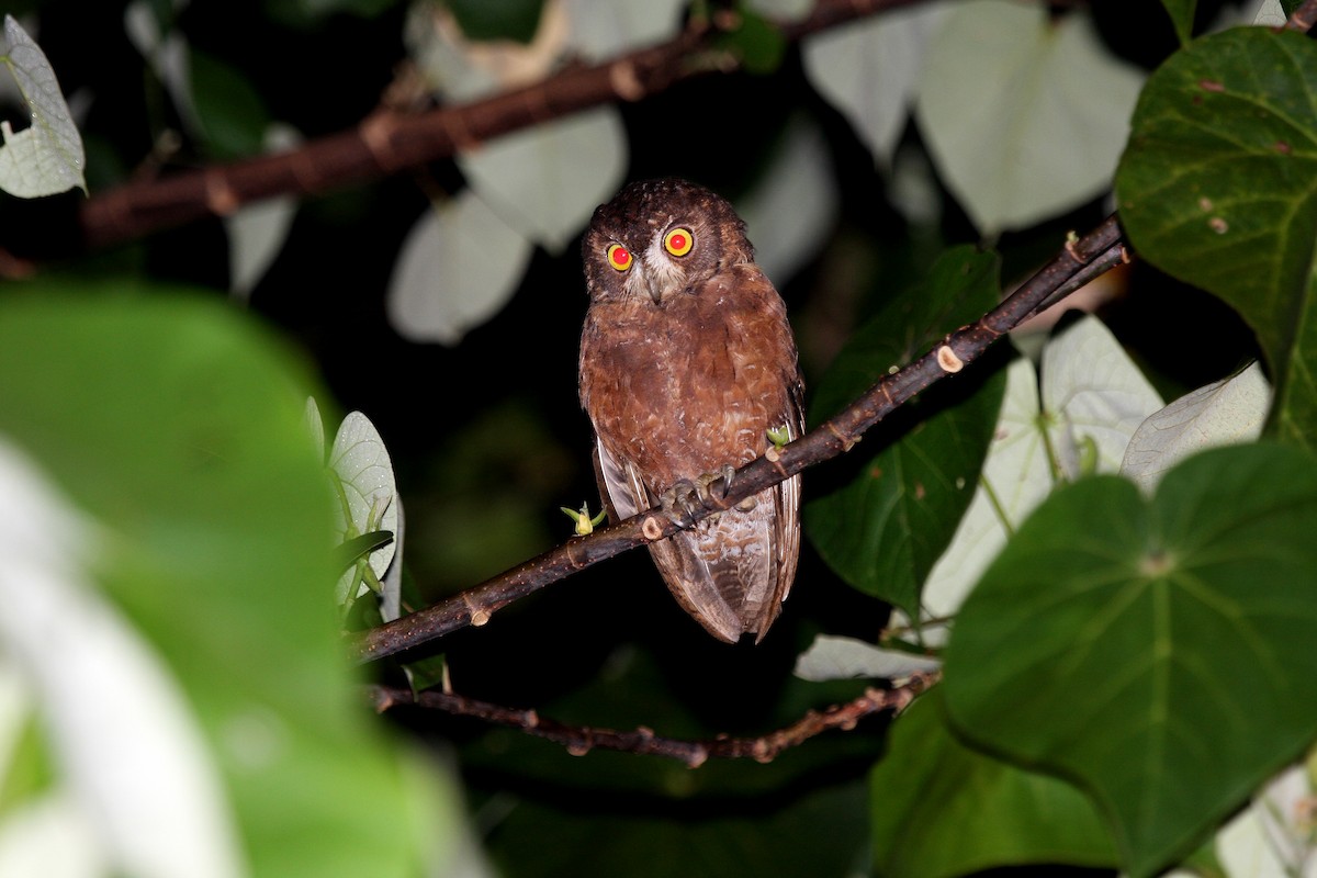 Enggano Scops-Owl - Philippe Verbelen