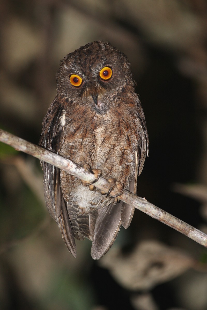 Banggai Scops-Owl - ML609100475