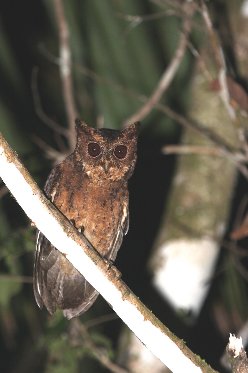 Mentawai Scops-Owl - ML609100476
