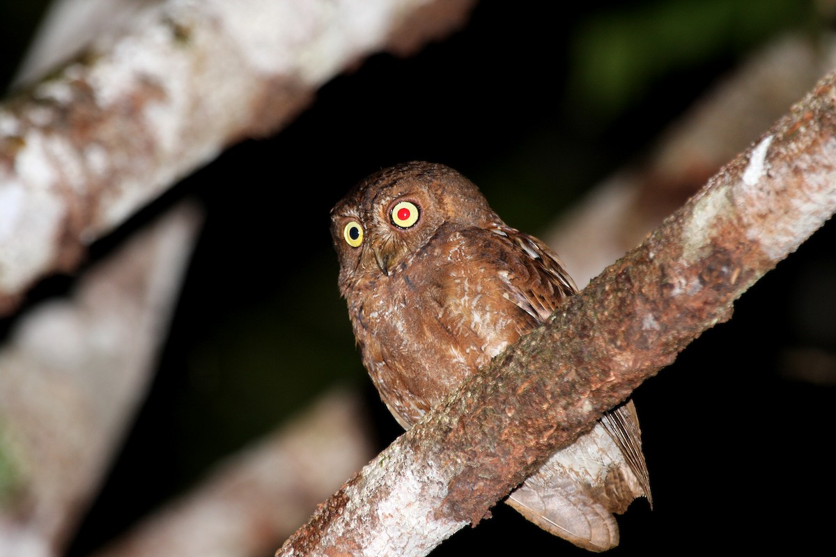 Simeulue Scops-Owl - ML609100477
