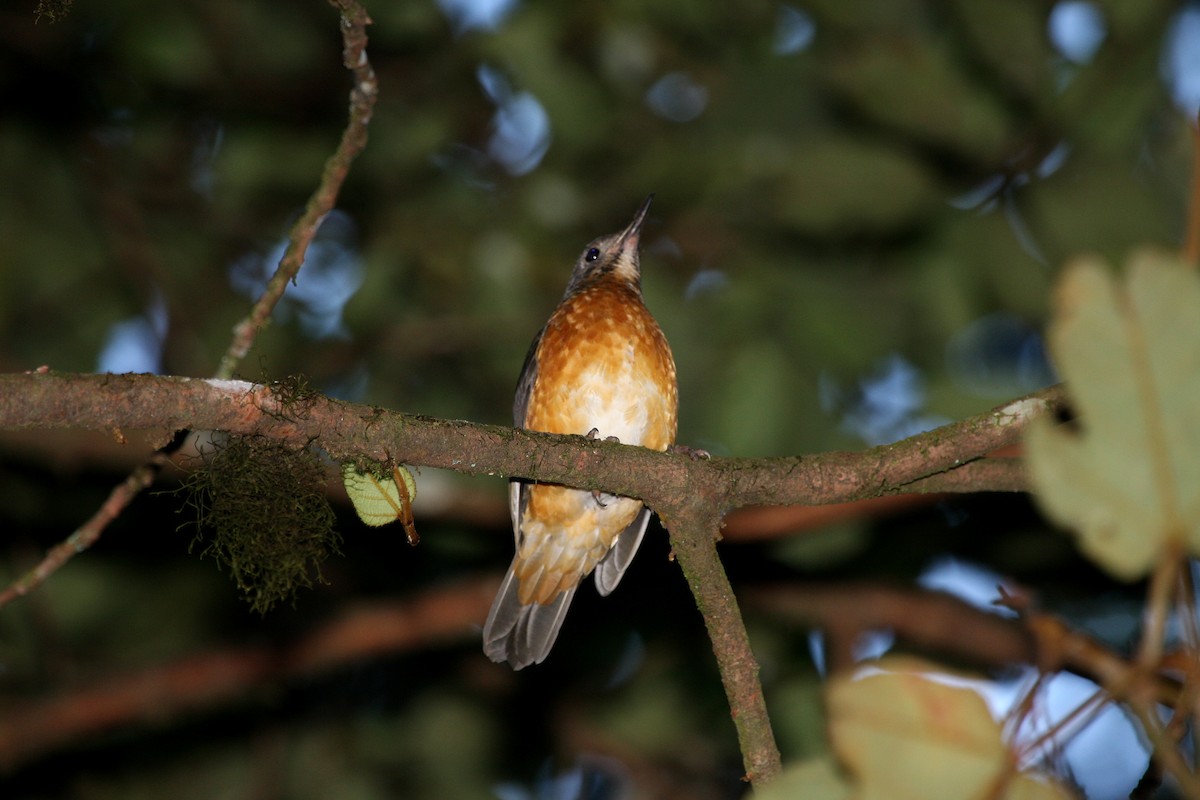 Everett's Thrush - ML609100478