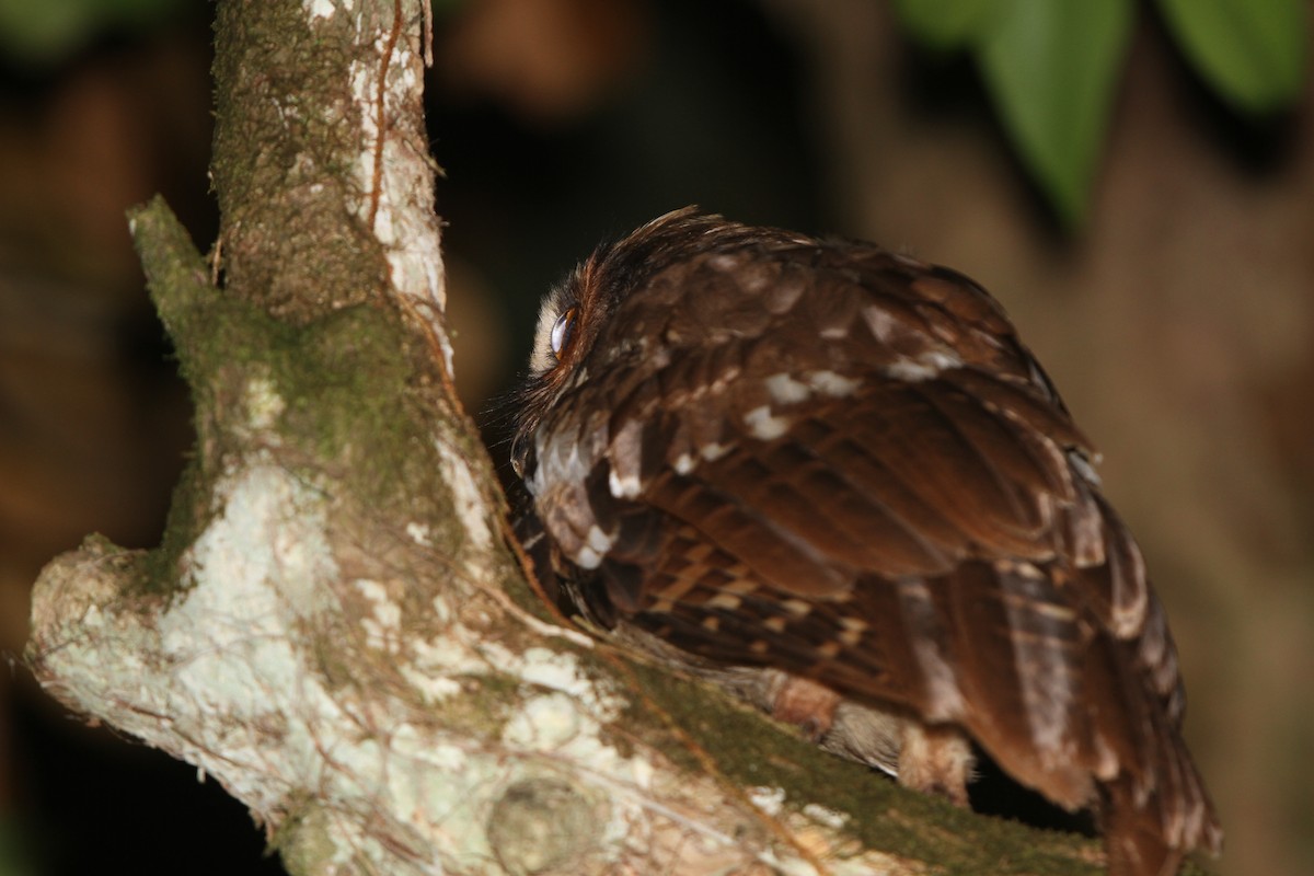 Crested Owl - ML609100479