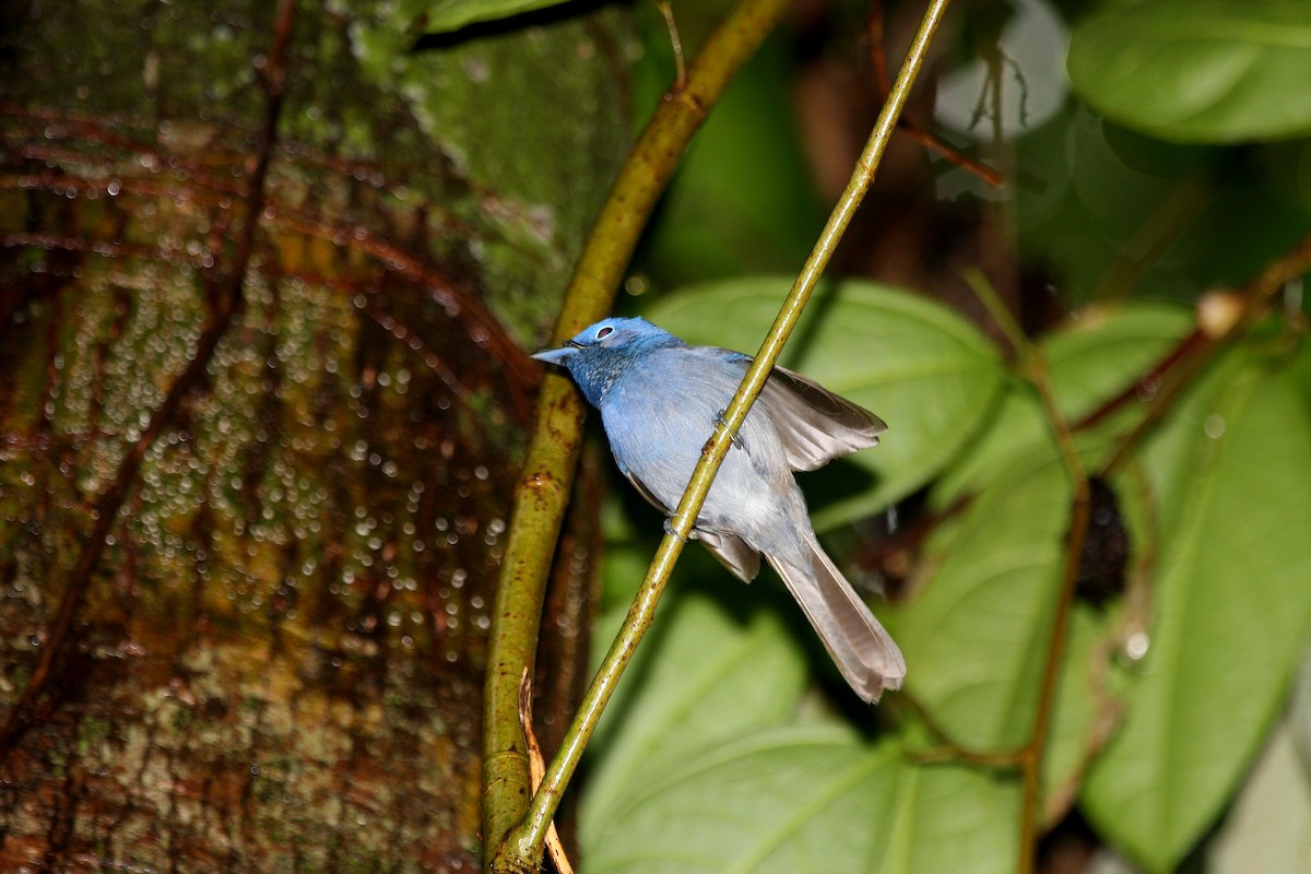 Black-naped Monarch - ML609100481