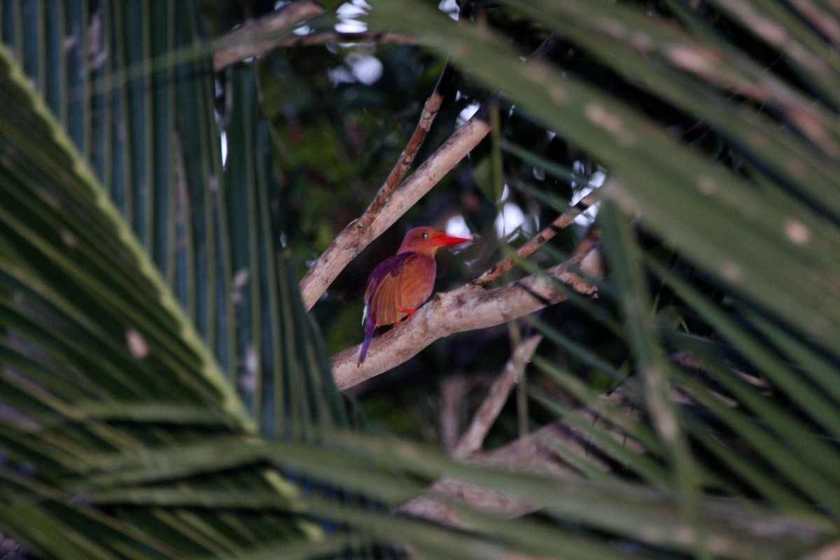 Ruddy Kingfisher - ML609100482