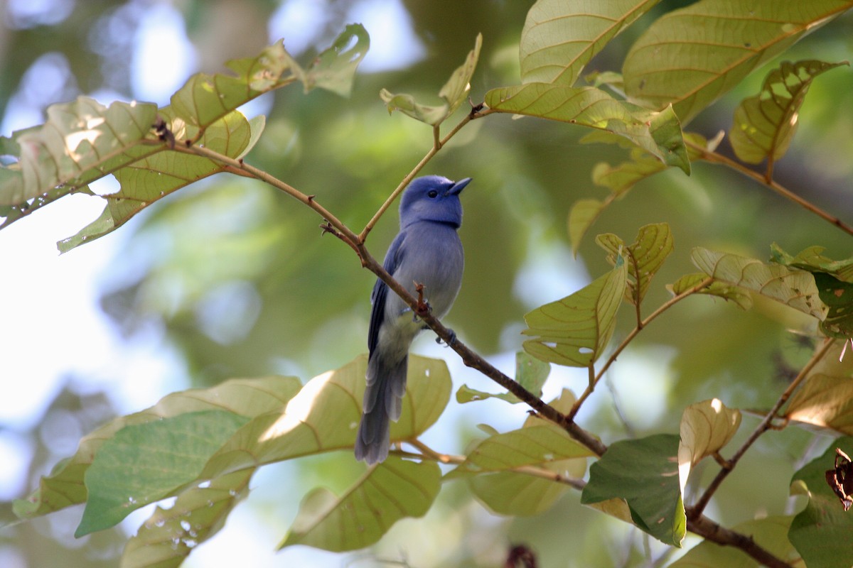 Pale-blue Monarch - ML609100483