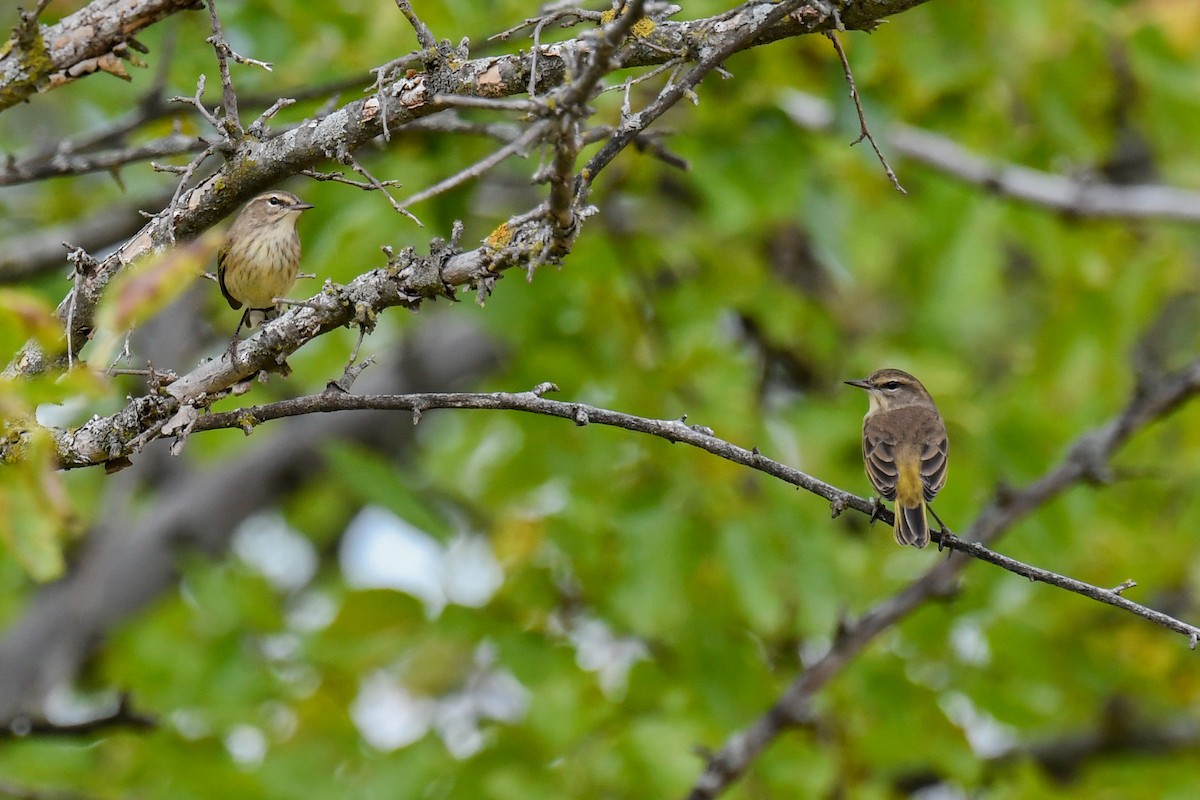 Palm Warbler - Ben Julian