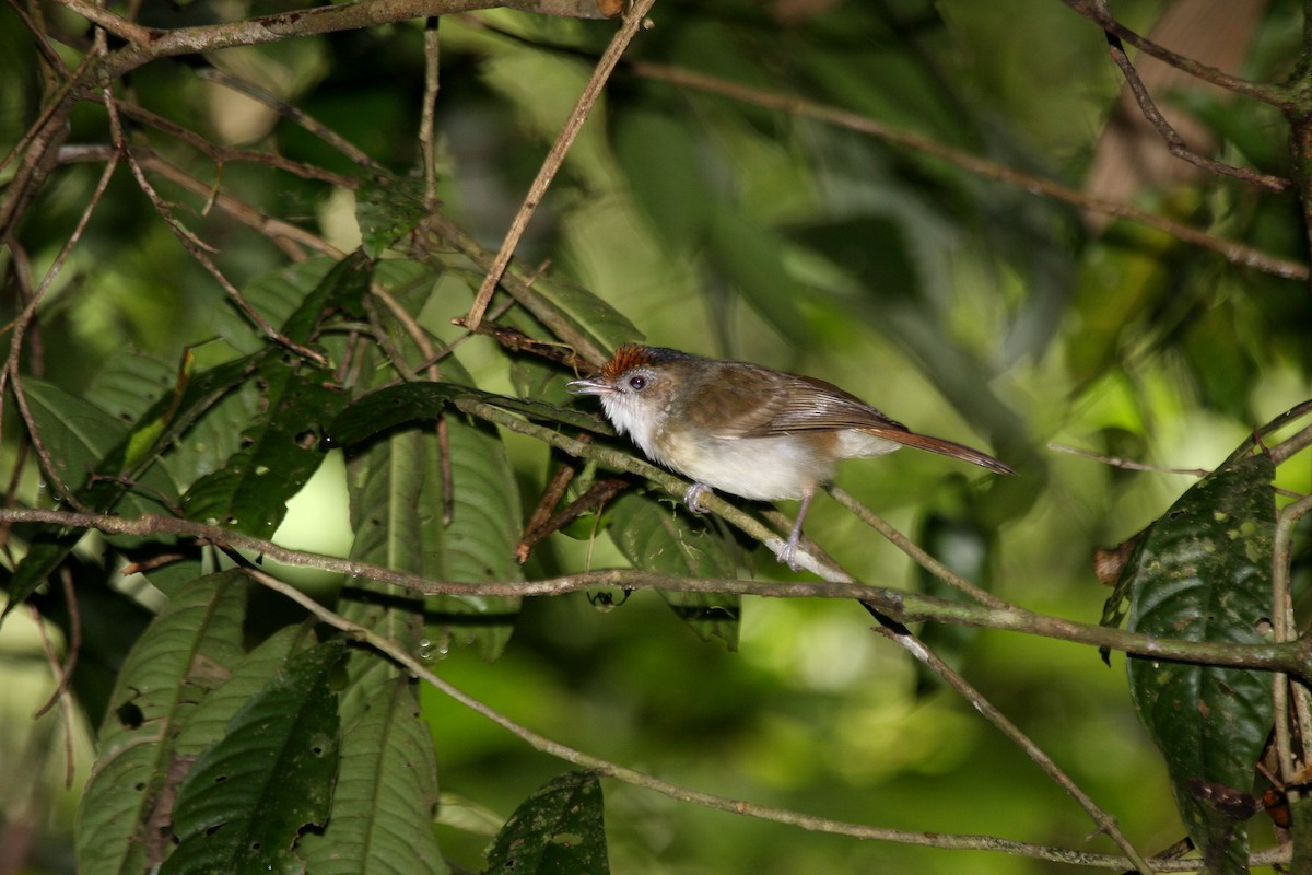 Scaly-crowned Babbler - ML609100485