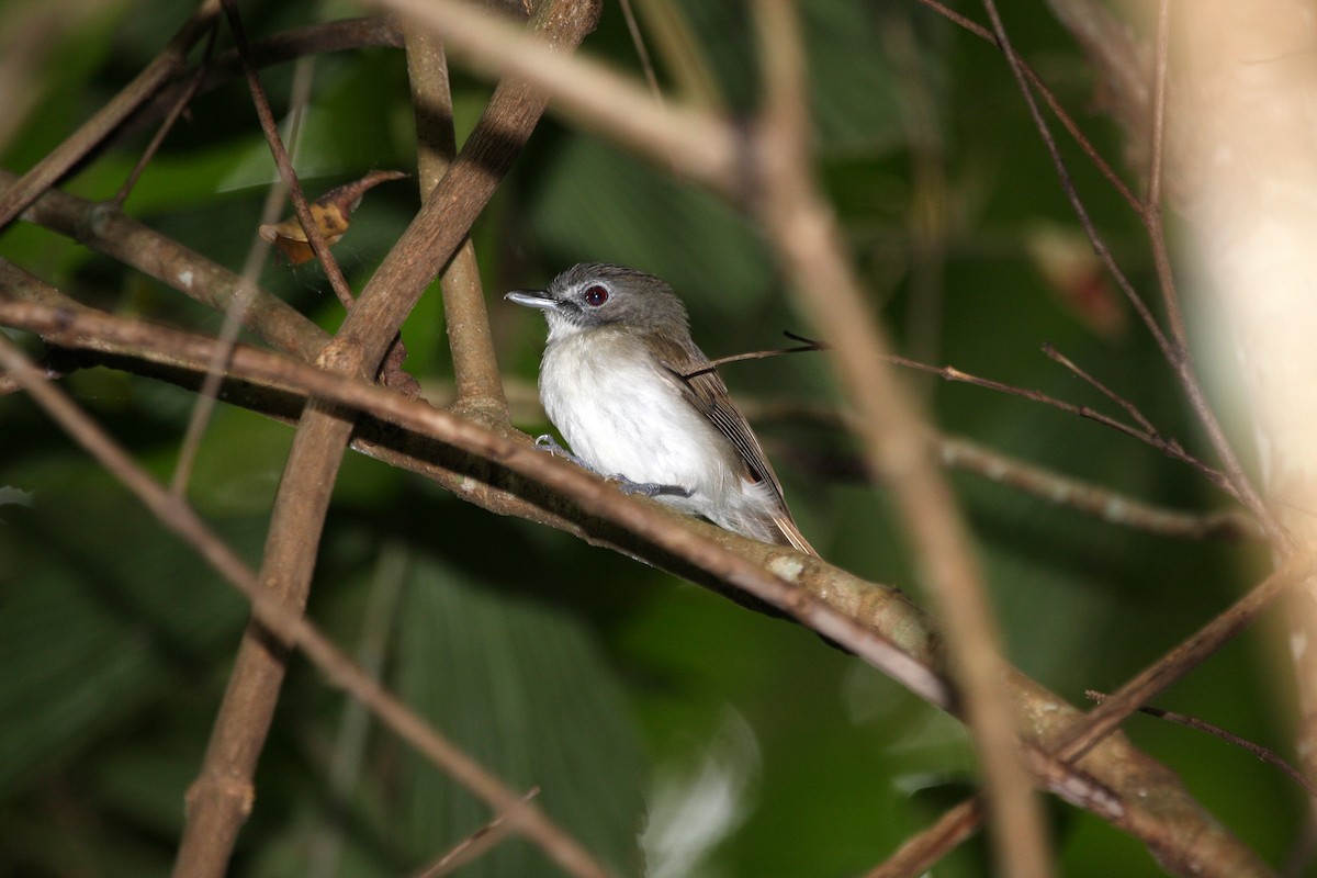 Moustached Babbler - ML609100486