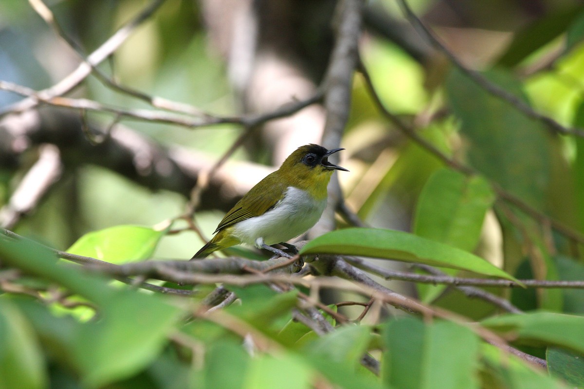Togian White-eye - ML609100489