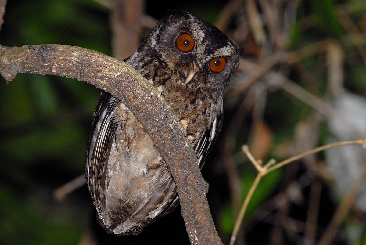 Palawan Scops-Owl - ML609100490