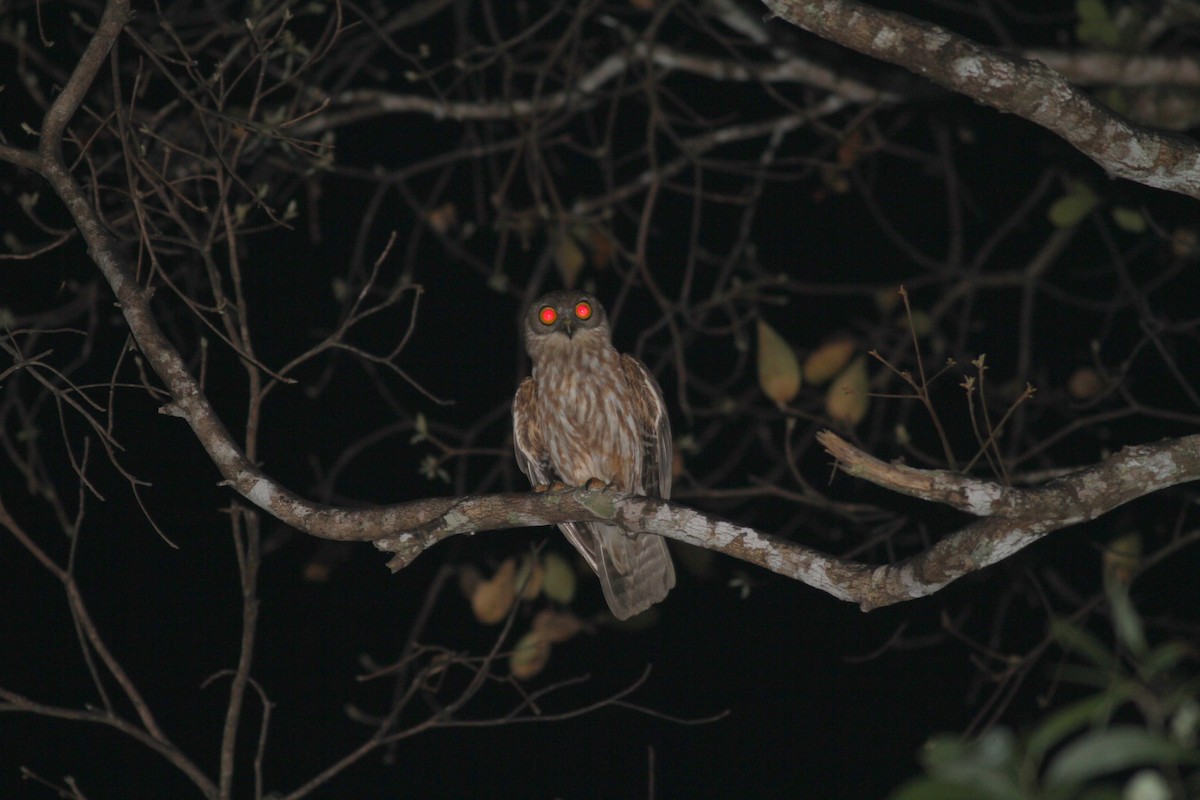 Barking Owl - ML609100493