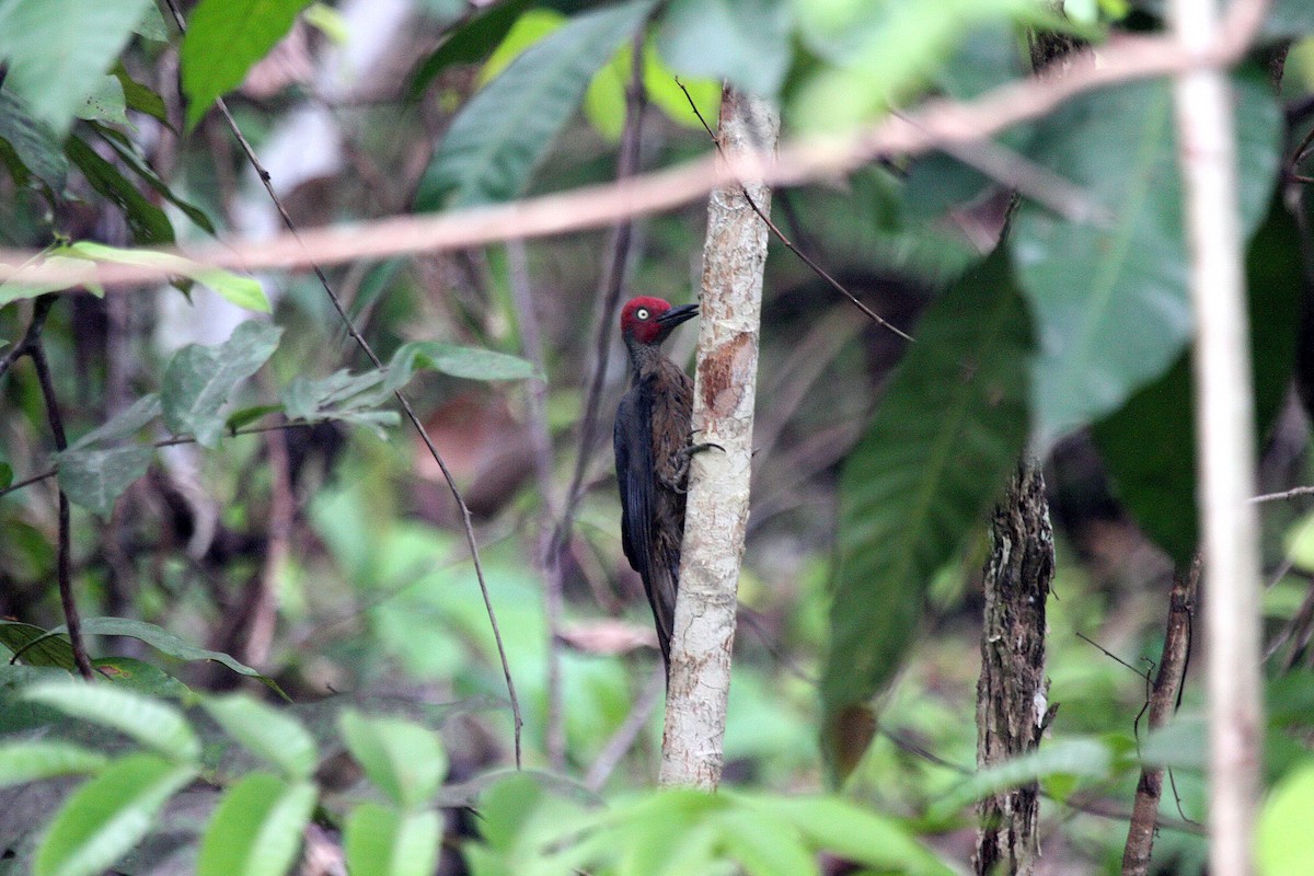 Ashy Woodpecker - ML609100497