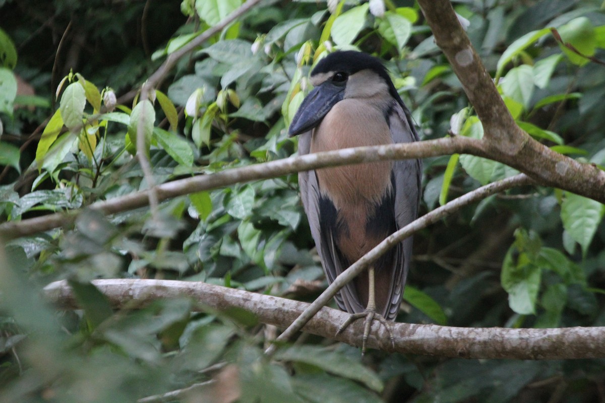 Boat-billed Heron - ML609100499