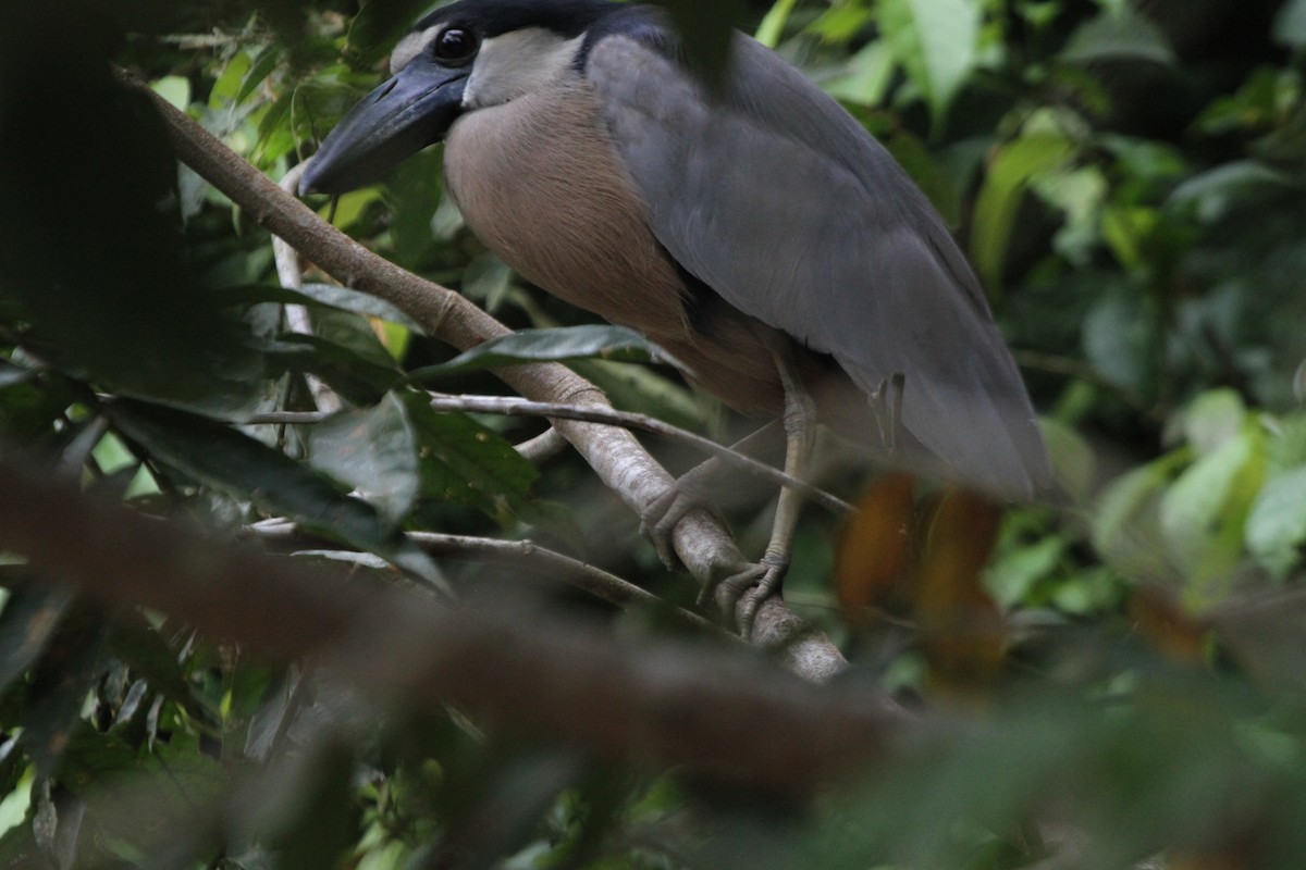 Boat-billed Heron - ML609100501