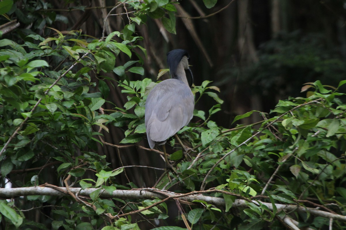 Boat-billed Heron - ML609100503