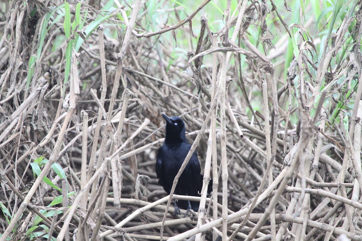 Nicaraguan Grackle - ML609100504